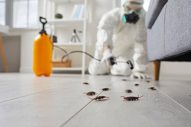 Post-Treatment Bed Bug Interceptor Monitoring in Kingston